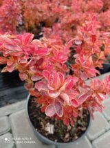 Барбарис "Orange Ice" (Оранж Айс) - Зображення 2