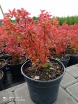 Барбарис "Orange Ice" (Оранж Айс) - Зображення 3