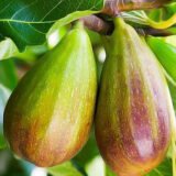 Саджанці інжиру "Брунсвік" (білий) (0,5-0,7м) - Зображення 2