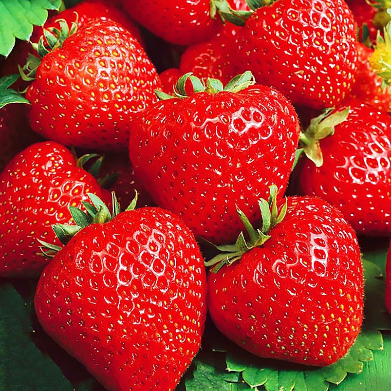 3381426801_sazhentsy-klubniki-kabrillo.jpg Саджанці полуниці "Кабрілло" ремонтантний сорт (10 шт.) - Зображення 1