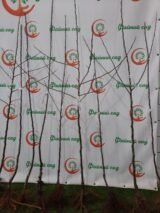 Саджанці яблуні "Ренет Семеренко" - Зображення 2