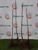 Саджанці колоновидної карликової яблуні "Малюха" - Зображення 2