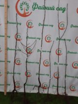 Саджанці груші "Марія" - Зображення 2