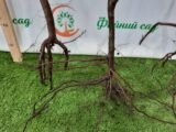 Саджанці груші "Лісова Красуня" - Зображення 3