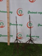 Саджанці колоновидної груші "Декора" - Зображення 2