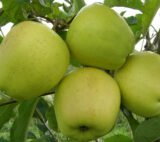 Саджанці яблуні "Голден Делішес" - Зображення 2