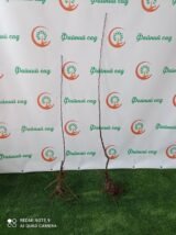 Саджанці Райської яблуні червонолисної (Недзвецького) - Зображення 5