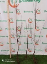 Саджанці айви "Відмінниця" (середньостиглий сорт) - Зображення 3