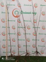 Саджанці абрикосу "Сирена" (середньоспілий сорт) - Зображення 3