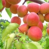 Саджанці абрикосу "Перла" (середньоспілий сорт)
