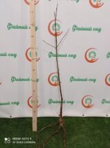 Саджанці колоновидного абрикосу "Зоряний" (середньоспілий сорт) - Зображення 3