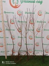 Саджанці інжирного персика "Бельмондо"(середньспілий сорт, селекція США) - Зображення 3