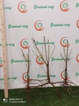 Саджанці персика колоновидного "Сувенір" (середньоспілий сорт) - Зображення 3