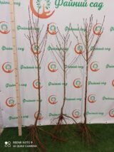 Саджанці нектарину "Нікітський 85" (ранньоспілий сорт) - Зображення 5