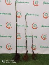 Саджанці інжиру "Брунсвік"  (0,8-1 м) - Зображення 4