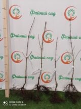 Саджанці кизилу "Альоша" (щеплений) - Зображення 2