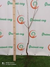 Саджанці черешні "Космічна" (середньоспілий сорт) - Зображення 4