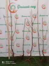 Саджанці чершні "Самміт" (середньоспілий сорт) - Зображення 2