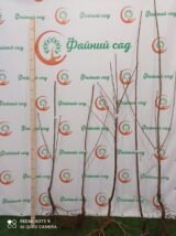 Саджанці черешні "Майка" (раньоспілий сорт) - Зображення 2