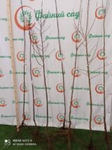 Саджанці аличі крупноплідної "Генерал" (середньоспілий сорт) - Зображення 4