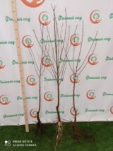 Саджанці черевишні "Чудо" (середньоспілий сорт) - Зображення 4