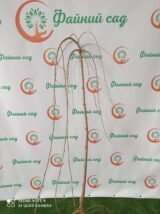 Саджанці плакучої шовковиці на штамбі "Pendyla" (штамб Н 1,2 - 1,5 м) - Зображення 5