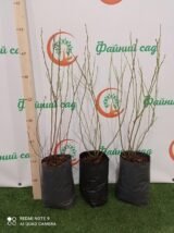 Лохина "Торо" (Пізня) (С3) - Зображення 3