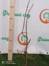 Жимолость їстівна "Блакитний банан" - Зображення 3