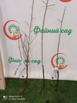 Саджанці обліпихи "Августина" (пара) - Зображення 5