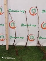 Саджанці винограду "Антоній Великий" - Зображення 3