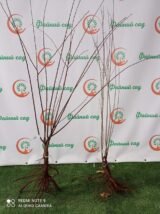 Саджанці мигдалю "Луізіанія" (щеплений) - Зображення 4