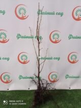 Саджанці фундука "Шедевр" (відводок) - Зображення 3