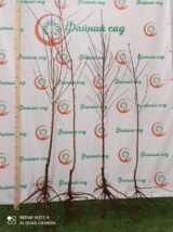 Саджанці мигдалю "Десертний" (привитий) - Зображення 3