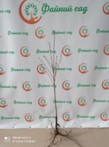 Саджанці сакури червонолистної "Роял Бургунді" - Зображення 4