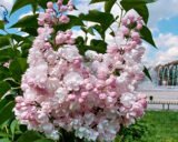 Саджанці бузку рожевого махрового "Перлина" (привитий) - Зображення 2