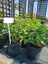 Саджанці гортензії  "Vanille Fraise" (Ваніла Фрайз) 3х-річна - Зображення 2