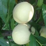 Саджанці персика "Айс Піч" (середньо-пізній сорт, селекція Німеччини)