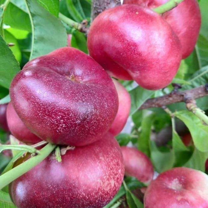 3940643908_sadzhantsi-inzhirnogo-nektarina.jpg Саджанці інжирного нектарина "Концеттіна" (середньоспілий сорт) - Зображення 1