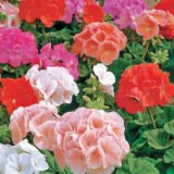 Пеларгонія Апачі F1, суміш (насіння) 5шт. - Зображення 2