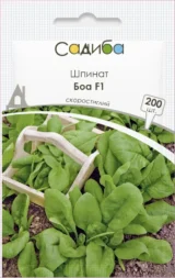 Боа F1 насіння шпинату (Rijk Zwaan)