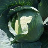 Капуста білоголова Парел F1, 20 шт. (Власне фасування з оригінального упакування), (Bejo Zaden).