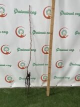 Саджанці груші "Писанка" - Зображення 2