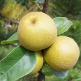 Саджанці груші "Косуі"