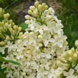 Саджанці бузку "Прімроуз" (щеплений)