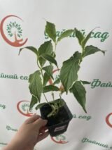 Вейгела квітуча "Сюзанна" (Suzanne) - Зображення 2