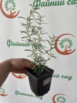 Саджанці розмарину (контейнер Р9) - Зображення 2