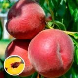 Саджанці персика "Роял Саммер" (середньоспілий сорт, селекція США)