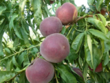 Саджанці персика "Світ Дрім" (Sweet Dream) (пізній сорт, селекція США) - Зображення 2
