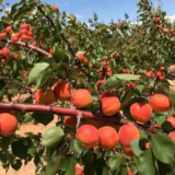 Саджанці абрикосу "Нельсон" (Nelson) (пізньоспілий сорт) - Зображення 2