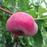 Саджанці персика інжирний "Уфо 3" (Середньоспілий сорт)